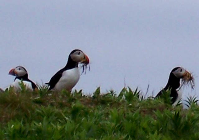 Who doesn't love puffins? Taken on the cliffs of Newfoundland, I got to watch them build their nests just feet away.